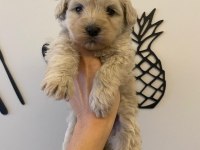 Maltipoo dişi bebek