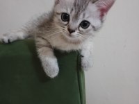 1 Haziran doğumlu british shorthair kediler