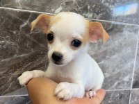 Elma Kafa Tea Cup Chihuahua