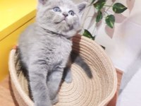 Secereli yavrular scottish fold