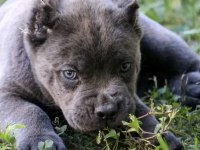 A+ Kalite Anne Baba Şecereli Cane Corso Yavrularımız