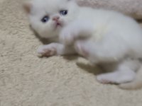 Minik exotic shorthair bebişler