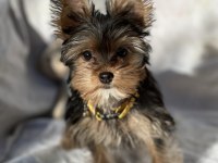 Yorkshire terrier