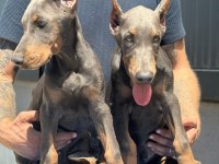 Blue doberman özel seri estetikli