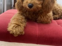 3.5 aylık toy poodle