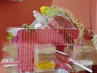 DİŞİ VE ERKEK ÇİFT MUHABBET KUŞU YUMURTALARI İLE
