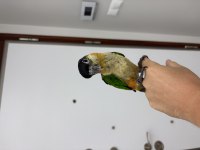 El besleme bebek 90 günlük Caique (Kayık) papağanı