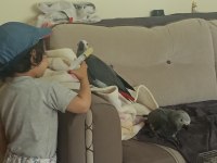 Jako papağanı bebek yeme düştü