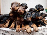 Doberman yavrular