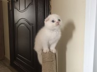 Oyuncu Scottish Fold Yavrum