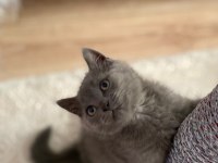 British Shorthair Yavru