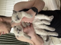 British shorthair bluepoint scottish fold bluepoint yavrular