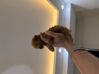 IRKI NİN EN KÜÇÜĞÜ MİKRO POODLE YAVRU