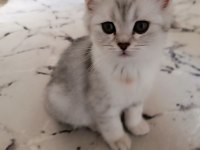Orijinal british shorthair yavru