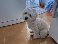 Kızanda olan dişi köpeğime çiftleşecek erkek