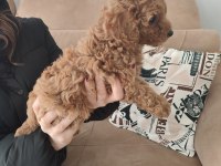 TOY POODLE YAVRULAR İZMİR