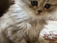 British longhair ve british shorthair yavru kediler