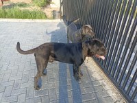 Cane corso yavrularımız yeni yuvalarını arıyor