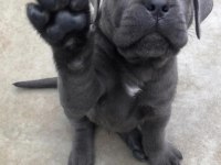 EV ORTAMINDAN SHOW KALİTE CANE CORSO YAVRULAR