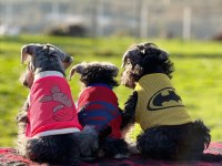 FCI secereli Miniatute Schnauzer yavruları