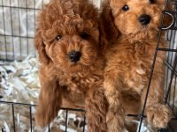 Toy Poodle Bebeklerimiz İçin Ulaşın