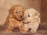 Orjinal toy poodle yavrular