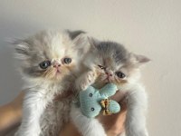 Nadir bulunan şov kalite iran bebekler