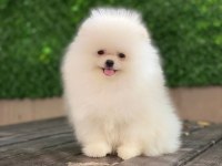 Ayı suralı pomeranian yavrularımız