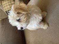 Safkan Maltese Terrier