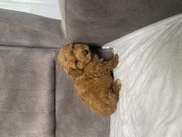 MINI BOY MALTİPOO OĞLUMUZ
