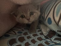 2 AYLIK YAVRU KEDİLERİMİZ YENİ YUVALARINI ARIYOR