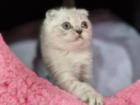 Silver Prenses Scottish Fold