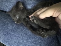 British shorthair yeni yuvama hazırım