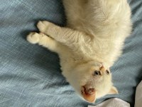 Exotic shorthair yavru