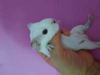 Sheltie ginepig yavru
