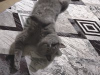 british shorthair 4 yaşında