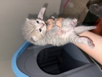 Tabby ve british shorthair yavrular