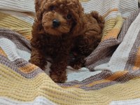 Toy poodle kore yavrumuz