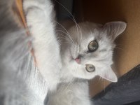 SİLVER shaded british shorthair