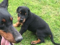 A Kalite Doberman Yavruları