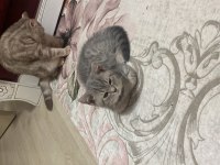 3 Aylık Scottish Fold Yavrularımız Sahiplendirilecektir