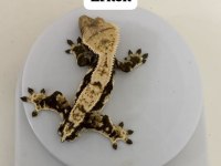 Crested gecko subadult
