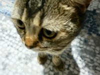 2 adet dişi ve kısırlaştırılmış scottish fold