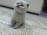 Mavi gözlü yavru british longhair