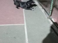 2 yaşında labrador ismi oreo açıklama