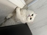 1 ve 2 yaşında Safkan British Longhair Dişi Kedilerim