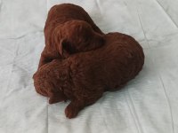 Dark brown poodle yavrularımız