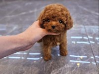 Toy Poodle Yavrularım Orijinal