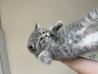Yavru british shorthair prensesler