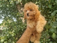 A kalite tüy dökmeyen maltipoo yavrular
